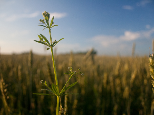 NATURAL REMEDIES: 5 KEY BENEFITS OF PLANT-BASED CBD Featured Image